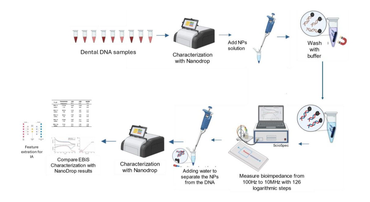 Workflow of DNA detection using bioimpedance spectroscopy with magnetic nanoparticles and the Sciospec ISX-3 analyzer.