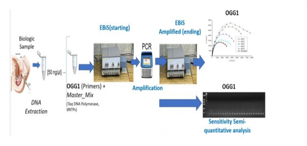 Diagram of a DNA testing process starting with DNA extraction, mixing with OGG1 primers and master mix, followed by PCR amplification. The sample is analyzed using the Sciospec ISX-3 impedance spectroscopy system and validated through gel electrophoresis and signal curve plots.